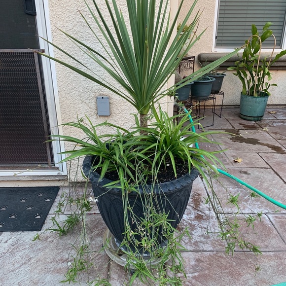 Choose any 3 Items priced $20 & below for $20 provided it’s within the 5lb limit - Picture 8 of 8